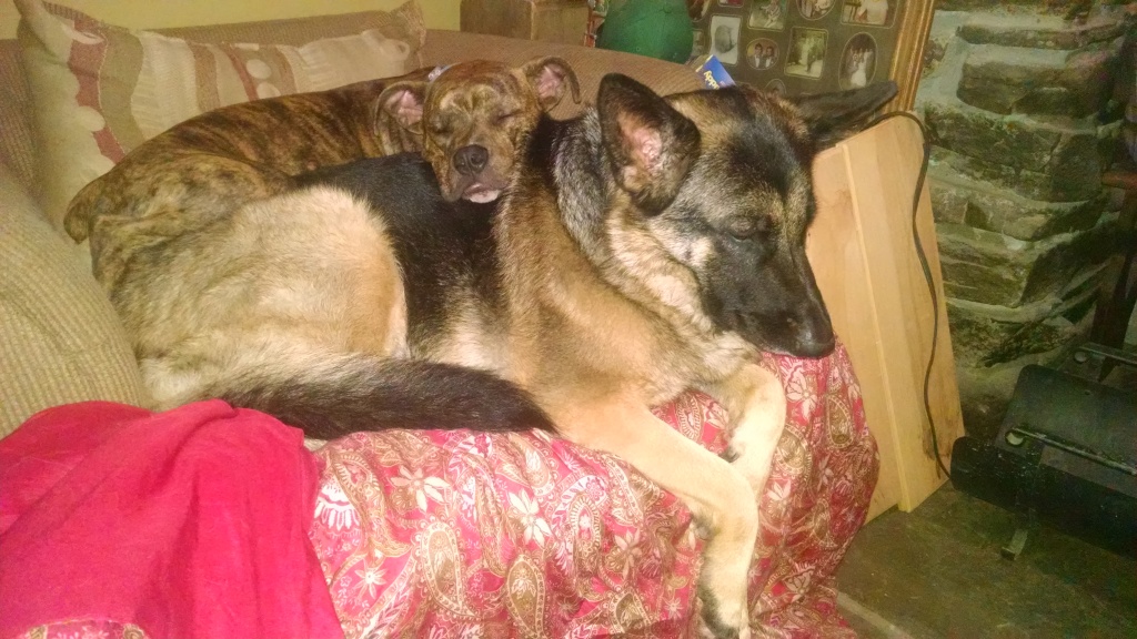 Photo of Samantha, a 1 year old brindle old English bulldog, laying on top of Molly, a 3 year old German Shepherd.